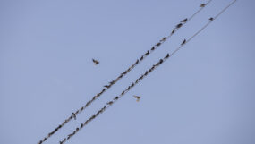 Birds perched on power lines on Ndeda Island.