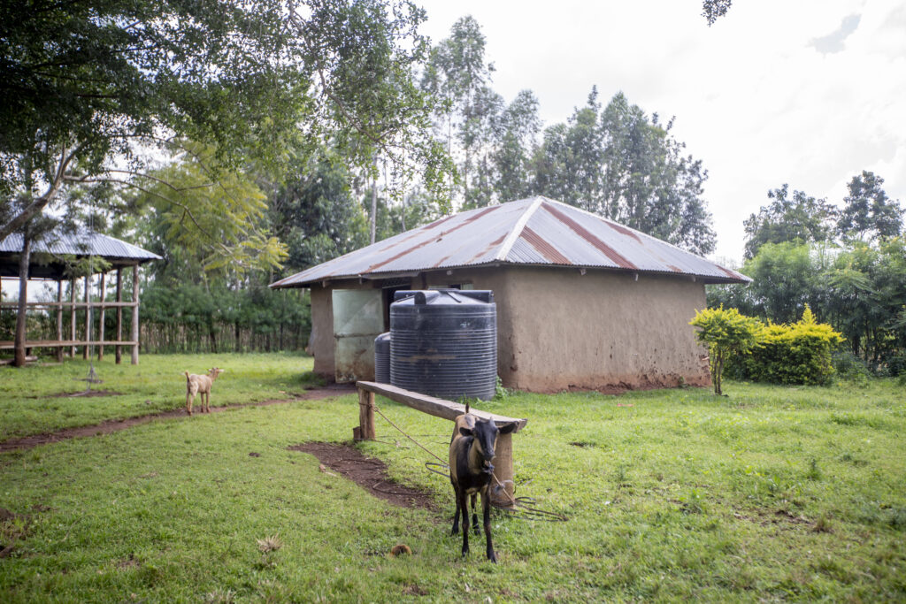 Joseph Makokha's farm in Busia.