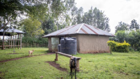 Joseph Makokha's farm in Busia.